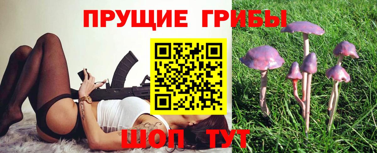 Псилоцибиновые грибы Psilocybe Великий Новгород